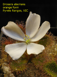 flower Pyrete Ranges, VIC