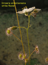 flowering plant in back light