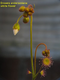 additional inflorescence emerging from a leaf axil
