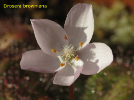 Drosera browniana
