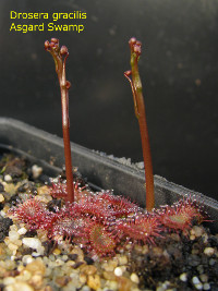 stems emerging from basal rosette
