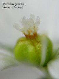 close-up of flower