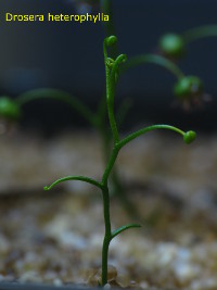 emerging young plant