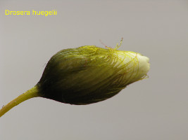 flower bud. Note the shape of the sepals