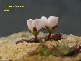 Drosera lowriei type, flowering plant