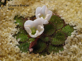 Drosera lowriei type, flowering plant