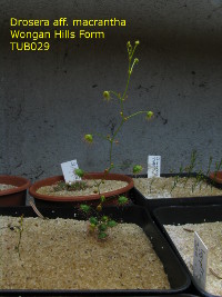 erect growing plant