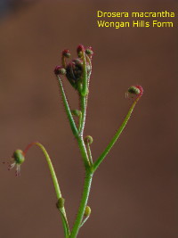 the upper part of the stem is covered with red hairs
