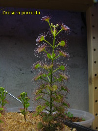 non-flowering plant