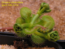 emerging plant branching into 3 stems. The inflorescense arrises from the center of the rosette