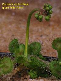 adult plant
