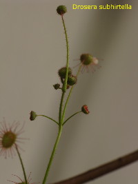 D. subhirtella is covered with minute glands on the upper part of the plant and the flower buds - in contrast to D. moorei (glabrous) and D. intricata (sepals glandular, stem glabrous)