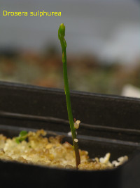 Emerging plant early in the season. Please note the bracts at the lower part of the stem.